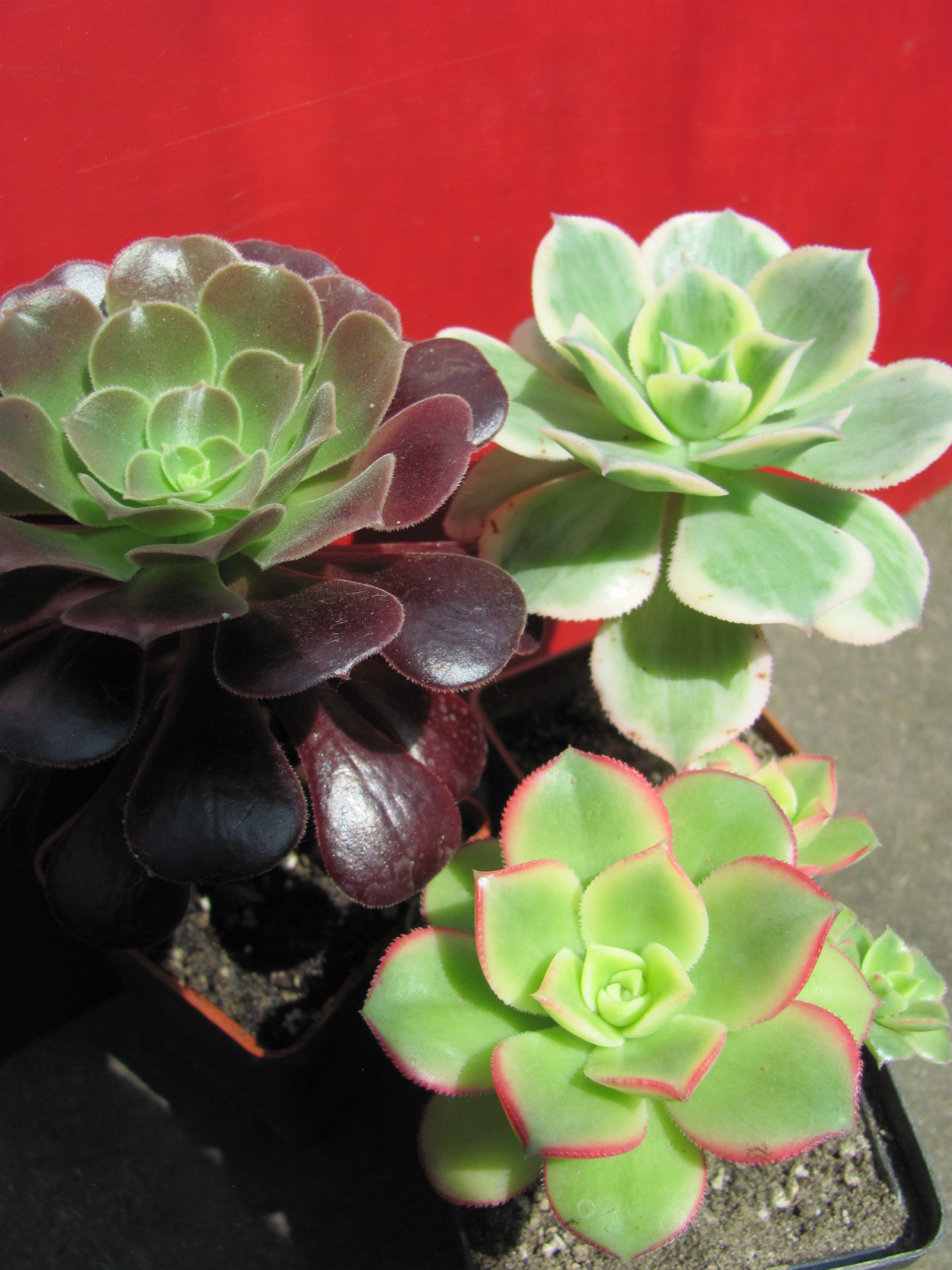 Aeonium      3 разом