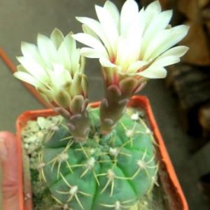 gymnocalycium genseri