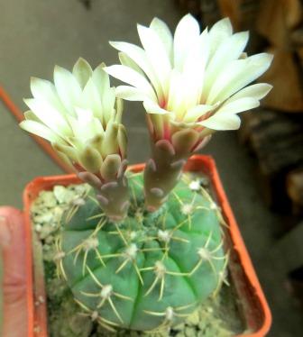 gymnocalycium genseri