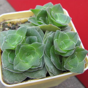 Crassula  hemisphaerica
