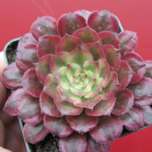 Aeonium     Mardi   Gras