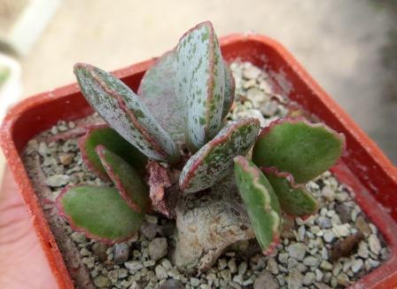 adromischus shuldianus pofader