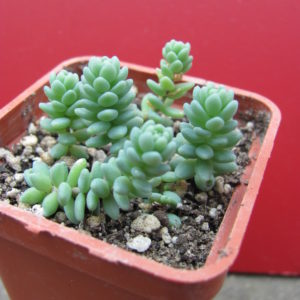 Sedum  dasyphyllum     *Major*