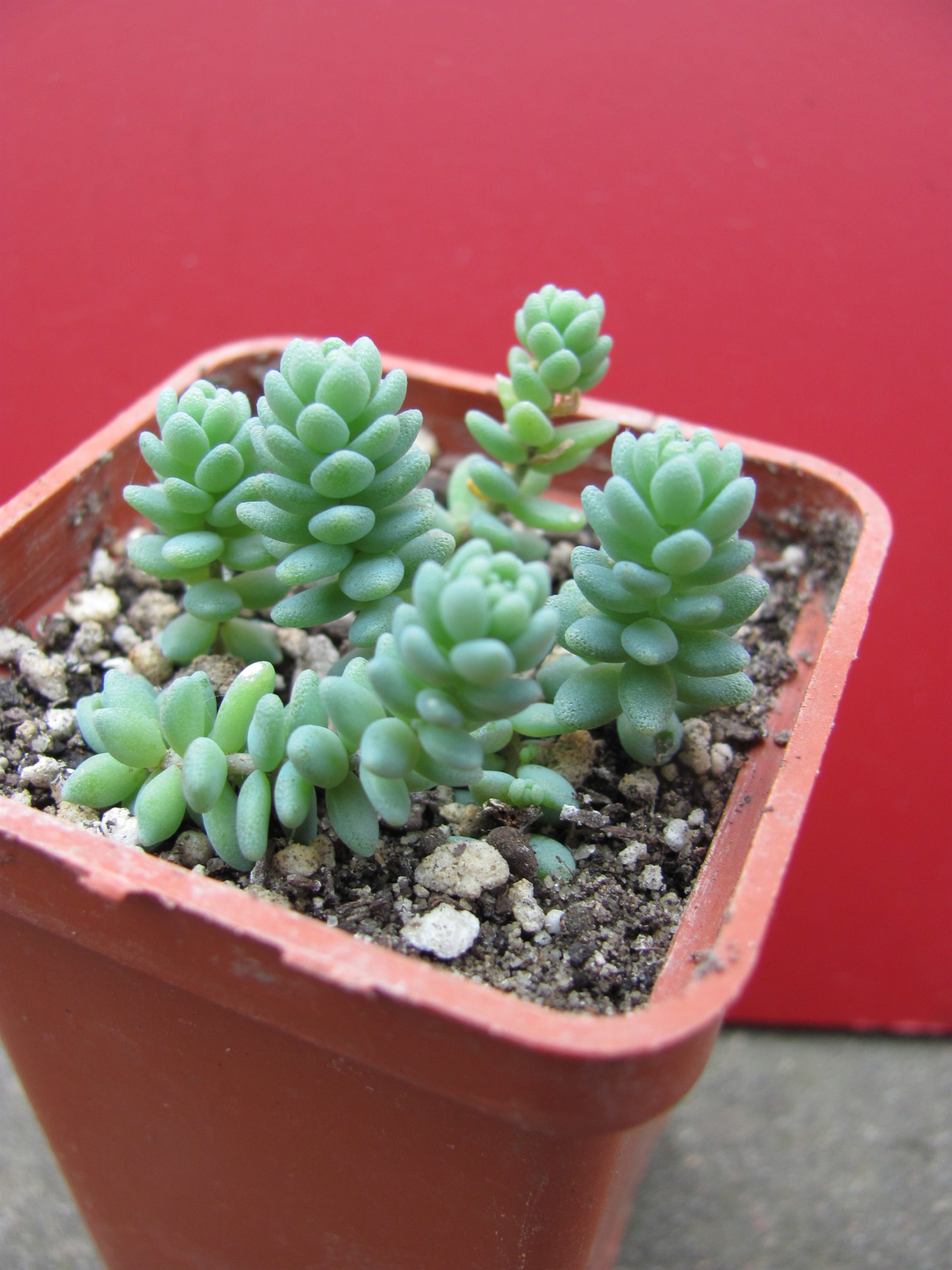 Sedum  dasyphyllum     *Major*