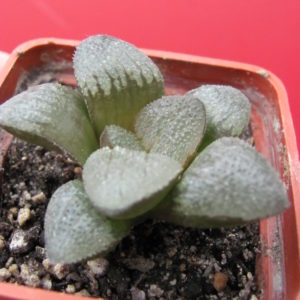 Haworthia    hybr.