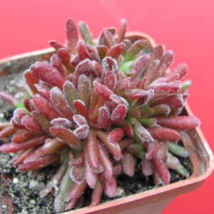 Crassula    pubescens