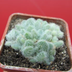 Sedum     hintonii