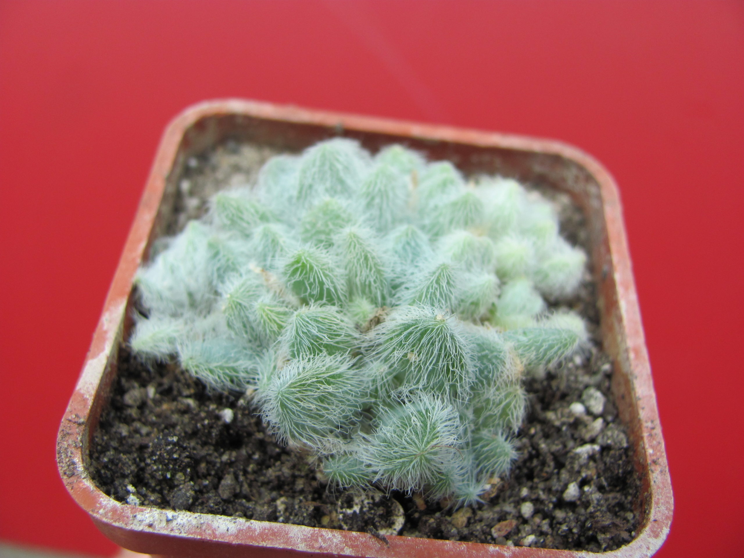 Sedum hintonii