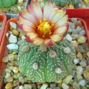 astrophytum pink