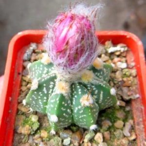 astrophytum rote blute