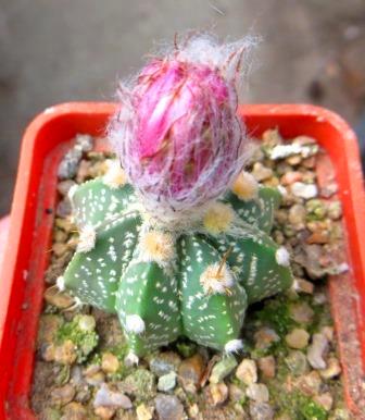 astrophytum rote blute