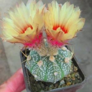 astrophytum hybrid