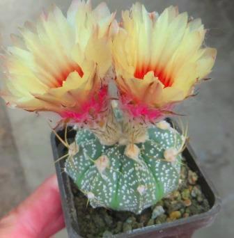 astrophytum hybrid