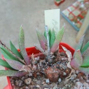 bergeranthus scapigera