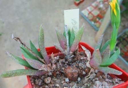 bergeranthus scapigera