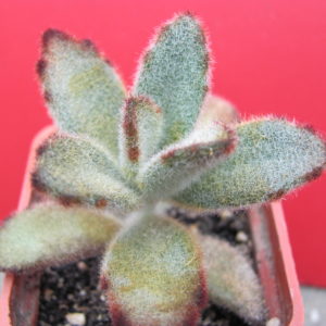 Kalanchoe   tomentosa   *Chocolate  Soldier*