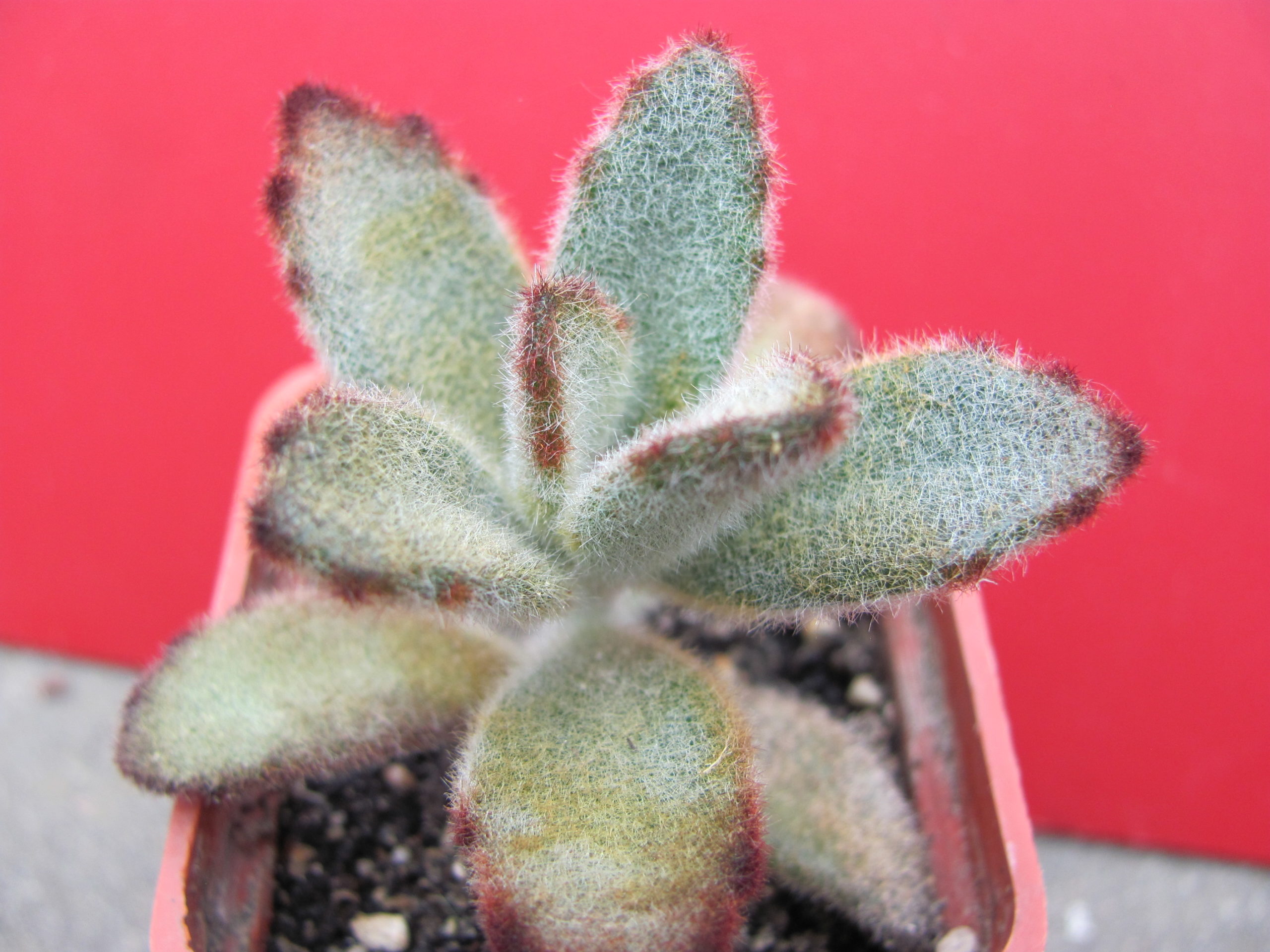 Kalanchoe tomentosa *Chocolate Soldier*
