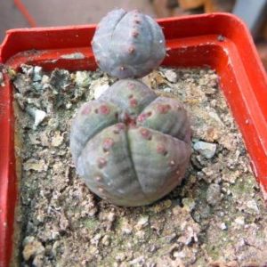 euphorbia  obesa hybrid monstrosa