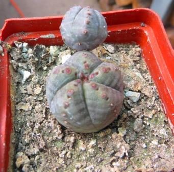 euphorbia  obesa hybrid monstrosa