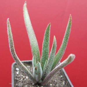 Crassula    hirta