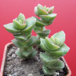 Crassula     *Jade   Tower*