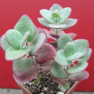 Crassula   cordata