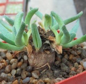aloinopsis acuta