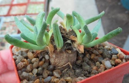 aloinopsis acuta