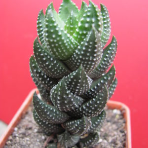 Haworthia   coarctata