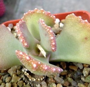 aloinopsis malherbei