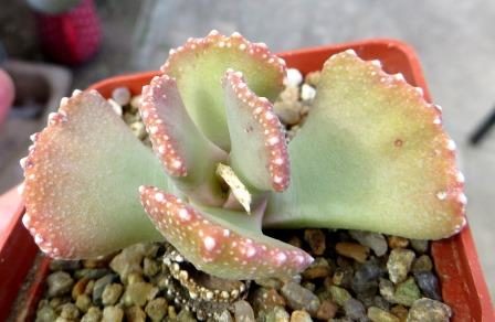 aloinopsis malherbei