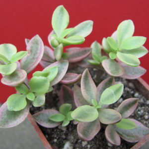 Crassula   volkensii   variegata