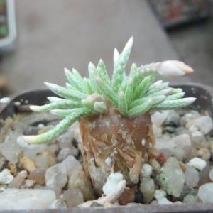 anacampseros alstonii