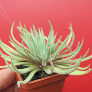 Crassula    hirta    *Mossel   Bay*