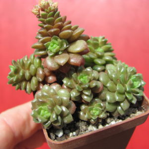 Cremnosedum    Little  Gem