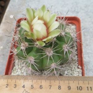 gymnocalycium valnicekianum