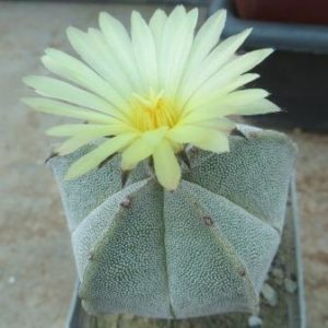astrophytum myriostigma ball