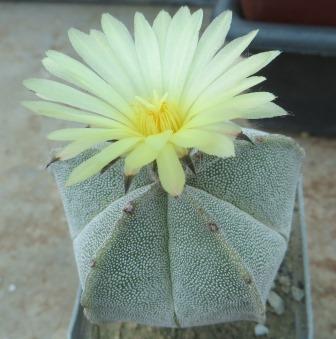 astrophytum myriostigma ball