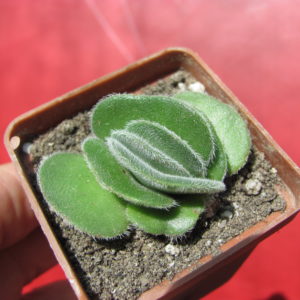 Crassula   tomentosa