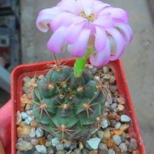 gymnocalycium friedrichii hybrid