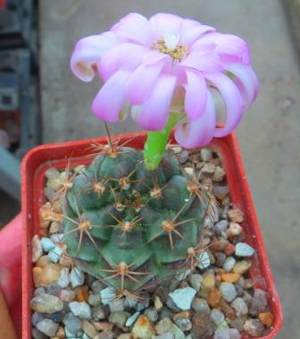 gymnocalycium friedrichii hybrid