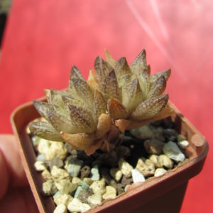 Haworthia    reticulata