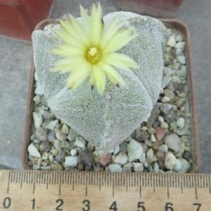 astrophytum tricostatum ball