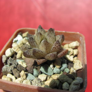 Haworthia    reticulata