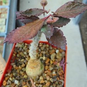 euphorbia ambovombensis