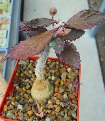 euphorbia ambovombensis
