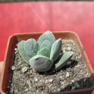 Сrassula     tecta