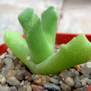 odontophorus primulinus