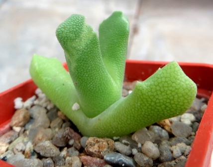 odontophorus primulinus