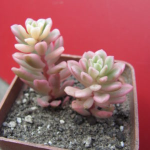 Sedum     *Joyce   Tulloch*    variegata